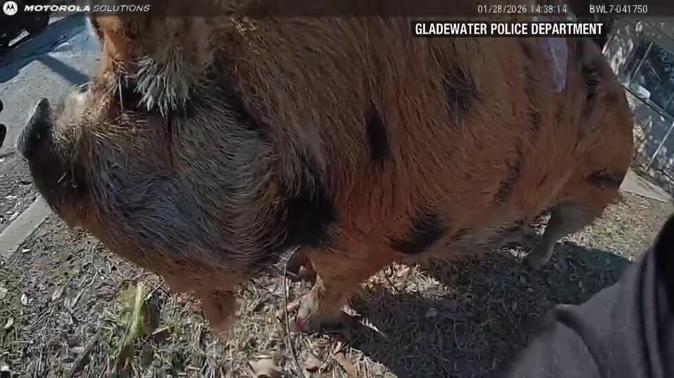 Gladewater police lasso, walk runaway pig back home