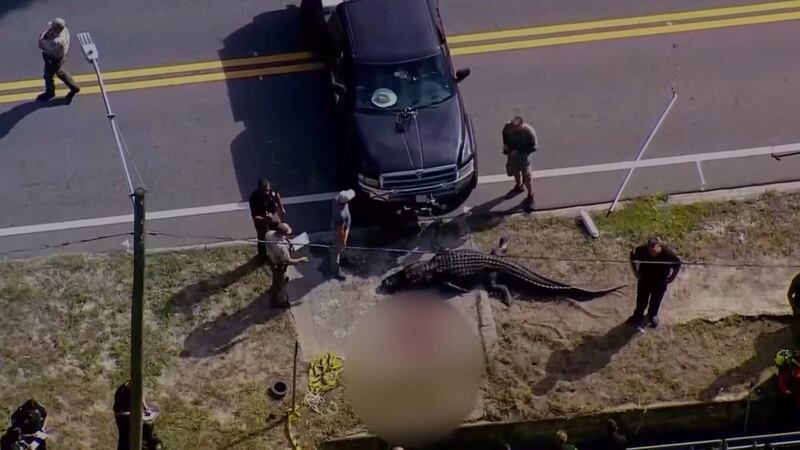 Con la ayuda de la Comisión de Conservación de Pesca y Vida Silvestre de Florida, el caimán...