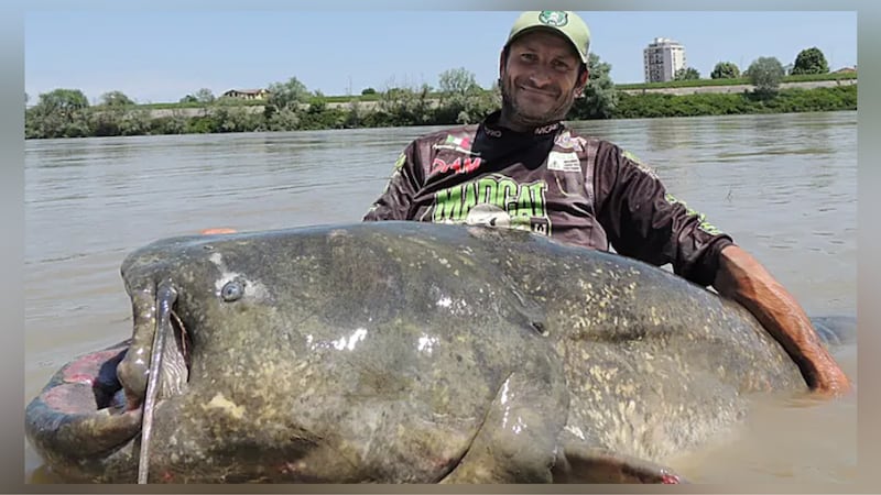 Alessandro Biancardi, pescador de caña italiano, pescó recientemente un enorme siluro de 9...
