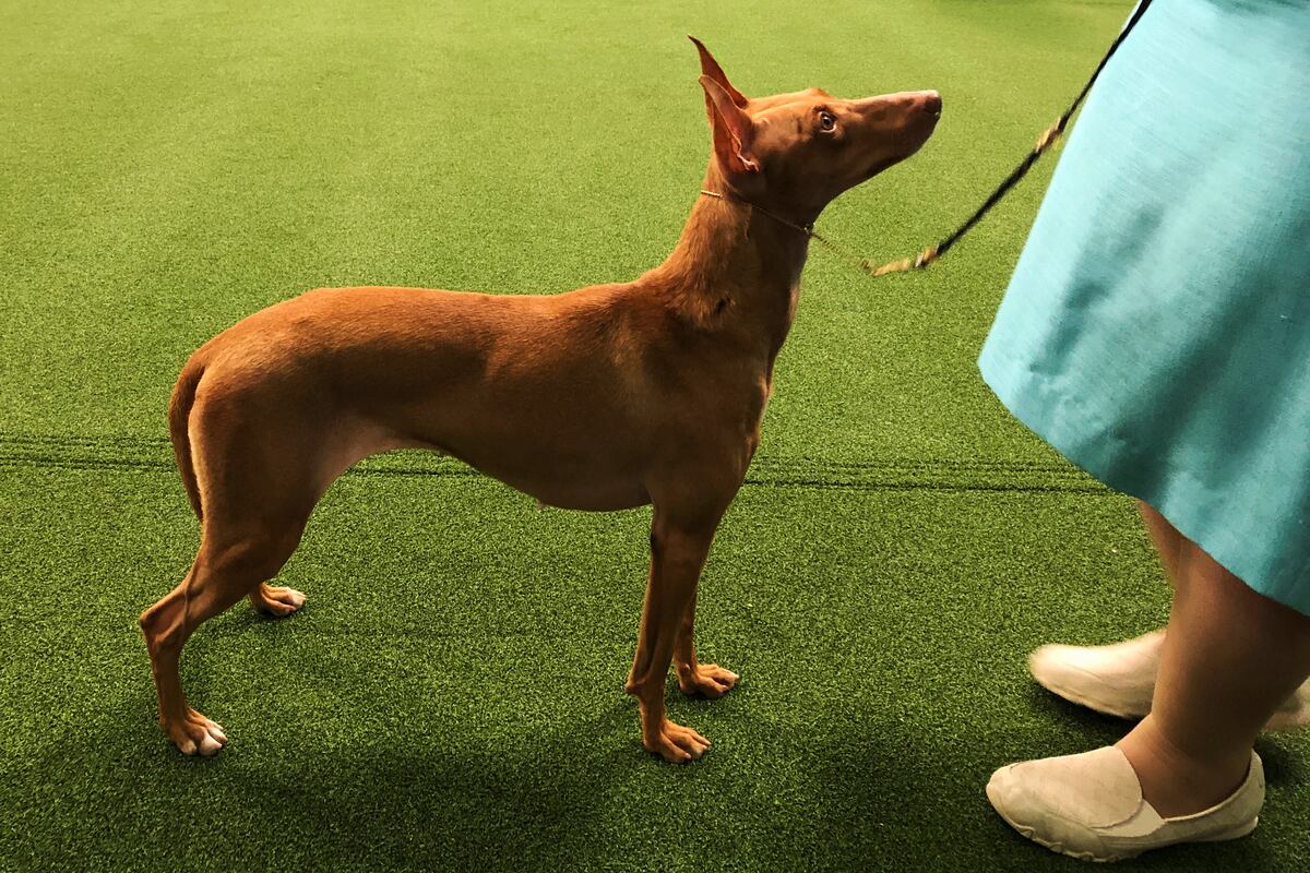 preloaded gallery image