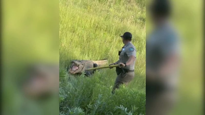 An 11-foot, 400-pound alligator had to be relocated away from a Nacogdoches church Tuesday.
