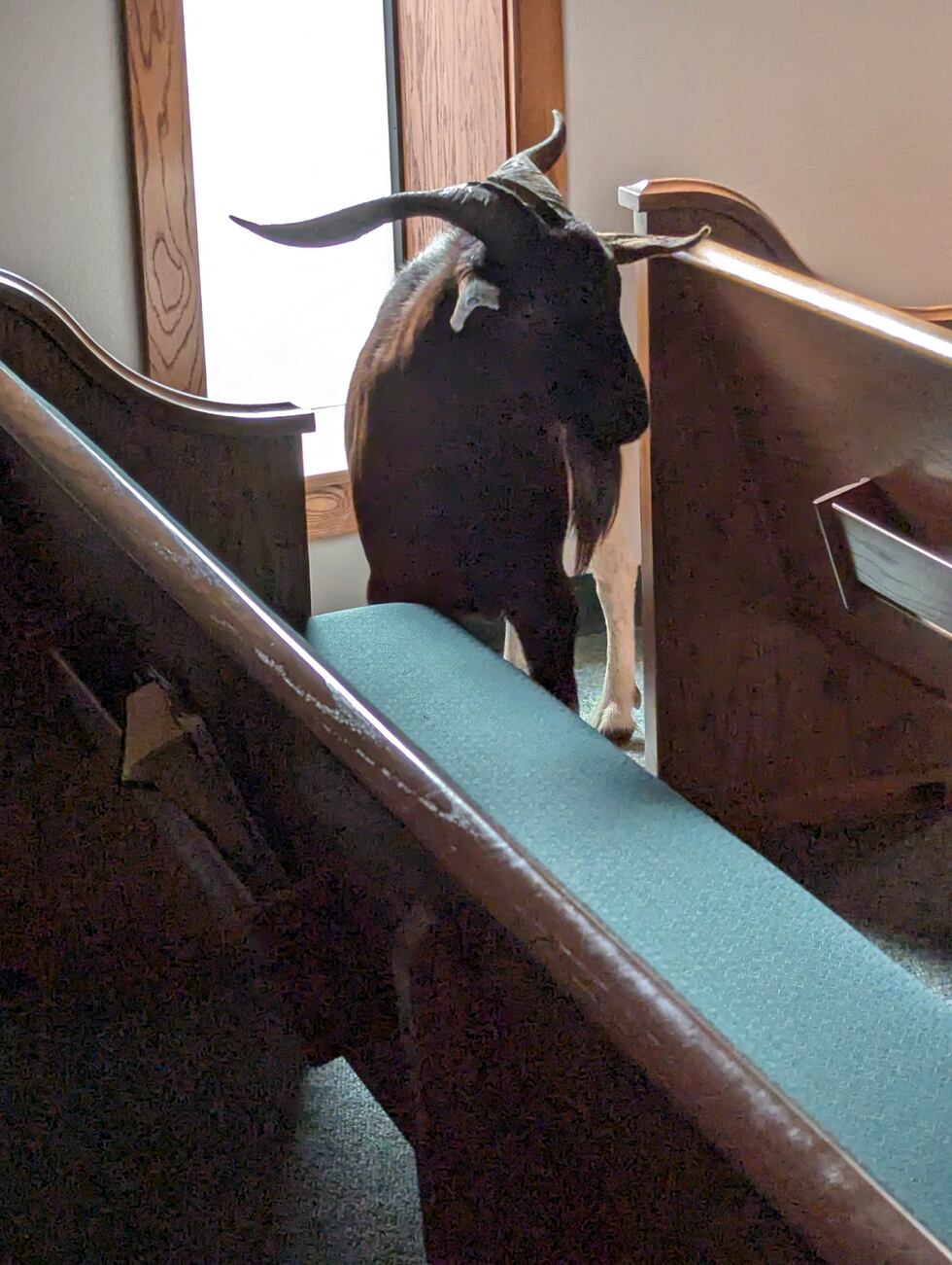 Goat