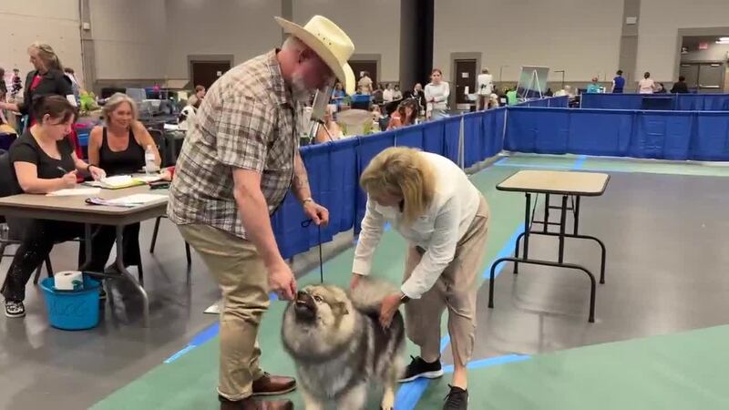 Longview será el anfitrión del fin de semana UKC Dog Show