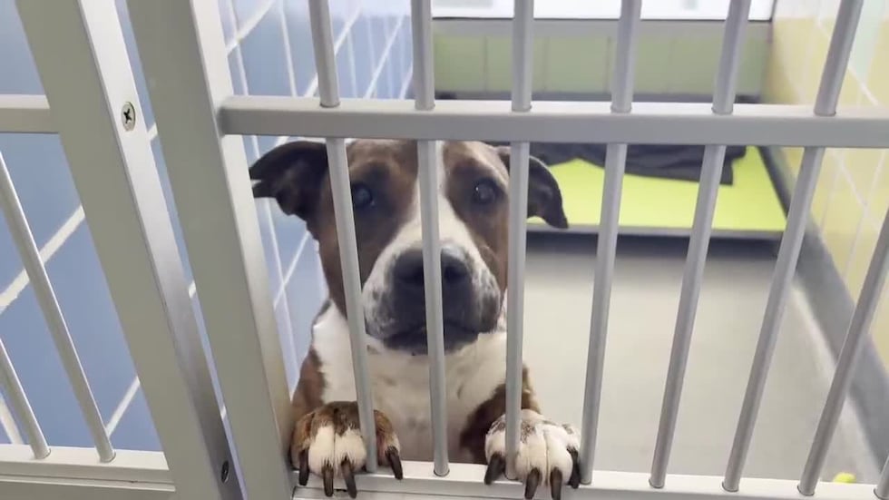 The Longview animal shelter hosting free volunteer orientation