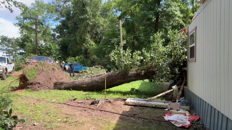 El árbol partió la casa móvil por la mitad.
