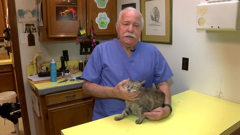 Veterinarios advierten sobre las infecciones respiratorias estacionales en las mascotas