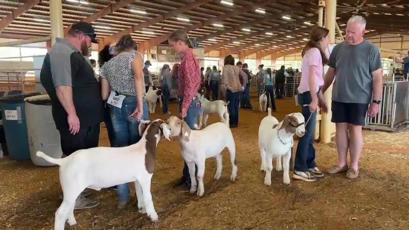 Desde cabras hasta corderos y cerdos, estudiantes de todo el condado de Smith compiten en la...