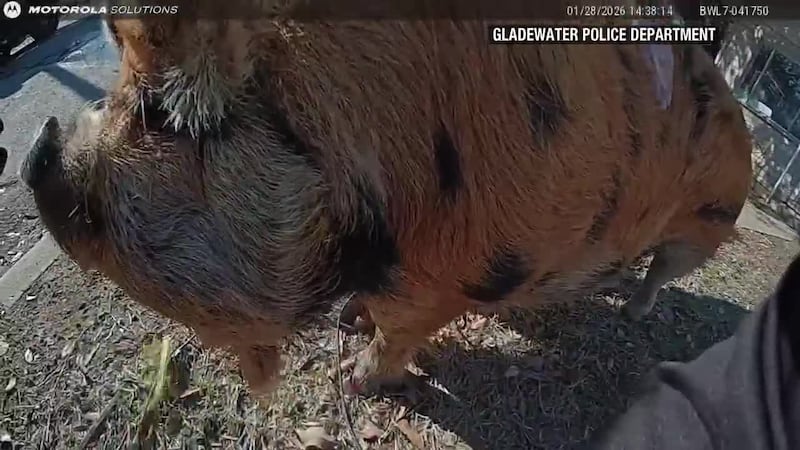 Gladewater police lasso, walk runaway pig back home
