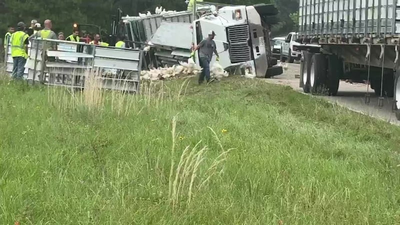 Chickens on the run after tractor-trailer crash in Smith County