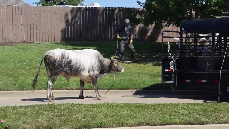 WATCH: Loose bull captured in Tyler’s Stonebridge neighborhood